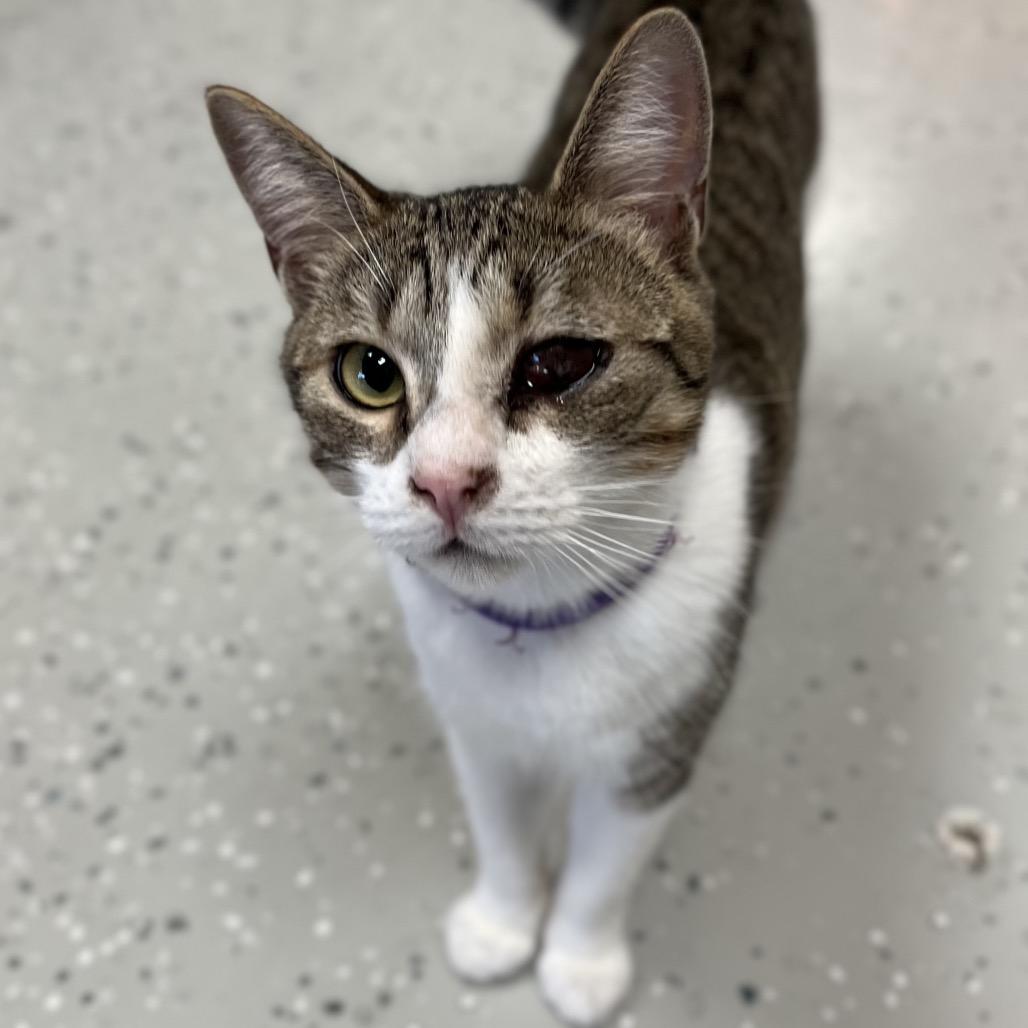 Enlarge Peep, a Adoptable Domestic Short Hair in Yucca Valley, CA image 4/6