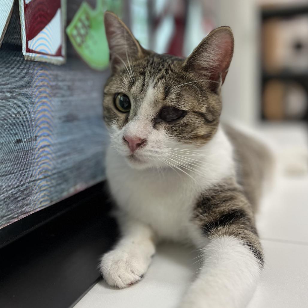 Enlarge Peep, a Adoptable Domestic Short Hair in Yucca Valley, CA image 5/6