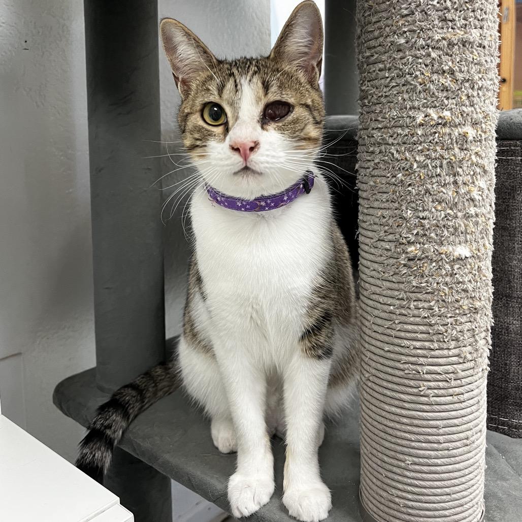 Enlarge Peep, a Adoptable Domestic Short Hair in Yucca Valley, CA image 6/6