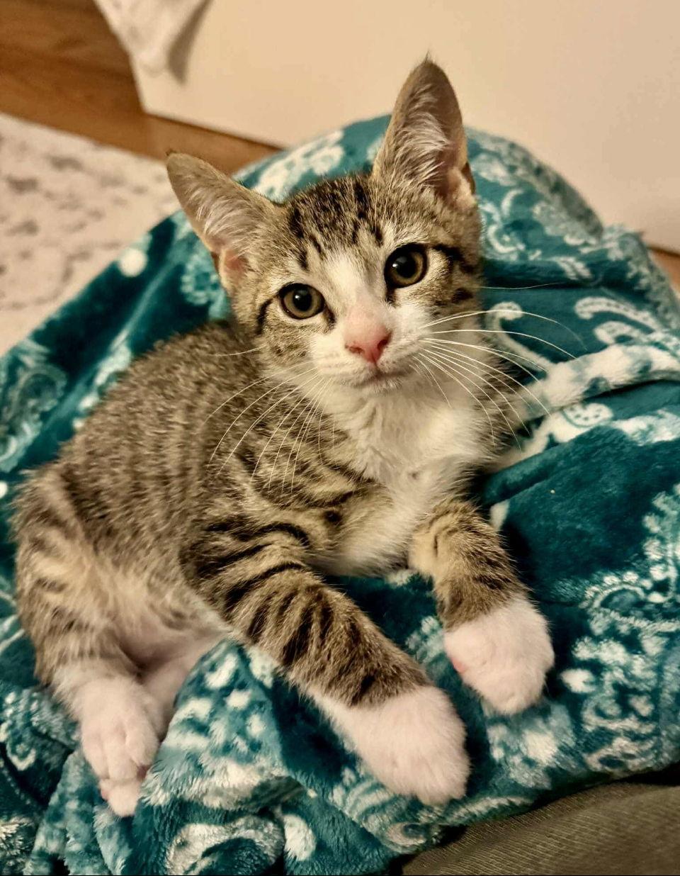 Butch Cassidy, Adopted, Young Male American Bobtail.