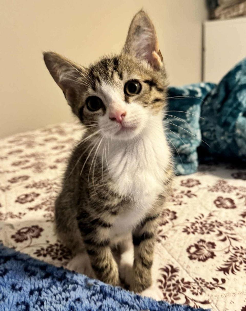 Butch Cassidy, a Adopted American Bobtail in Ball Ground, GA image 2/3