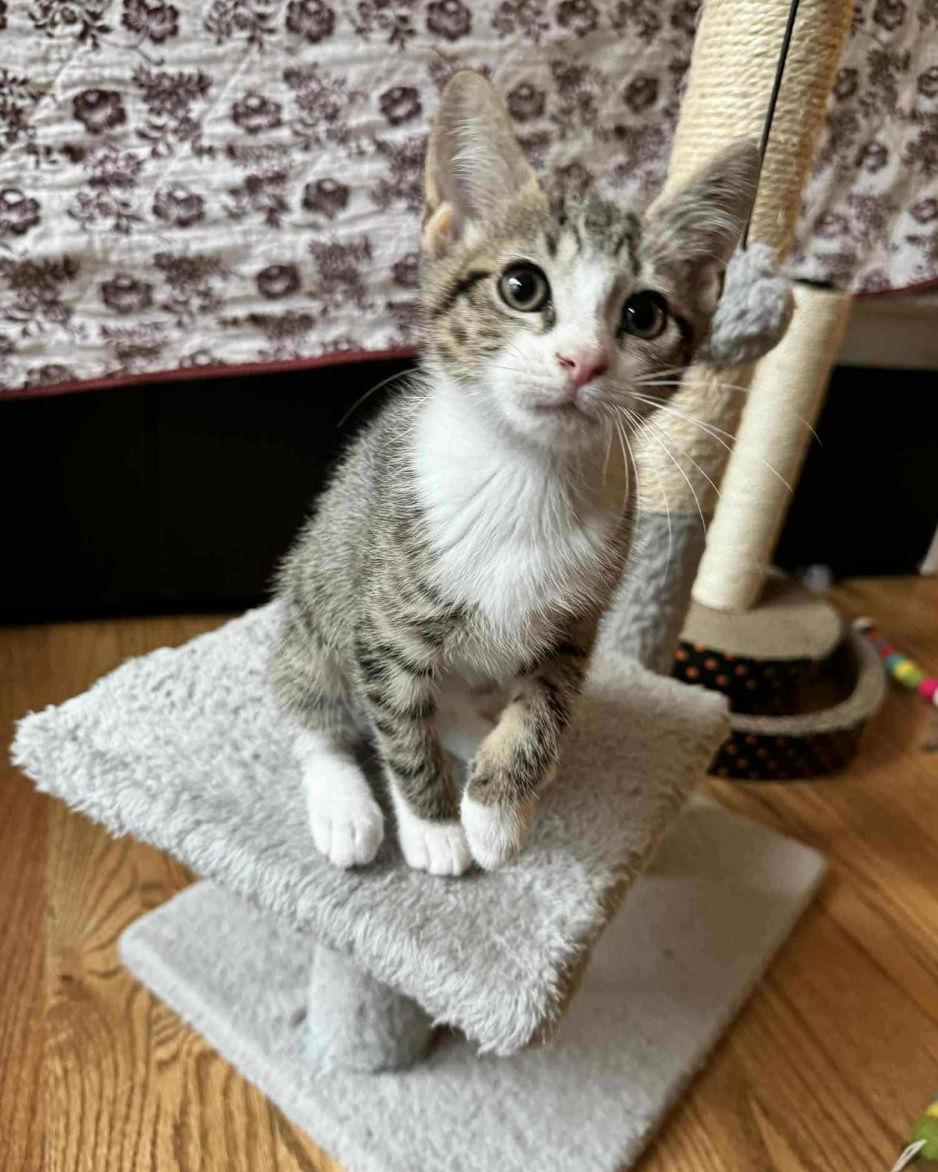 Butch Cassidy, a Adopted American Bobtail in Ball Ground, GA image 3/3