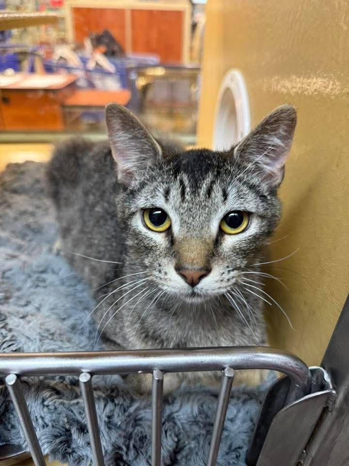 Nico, Adoptable, Young Male Domestic Short Hair.