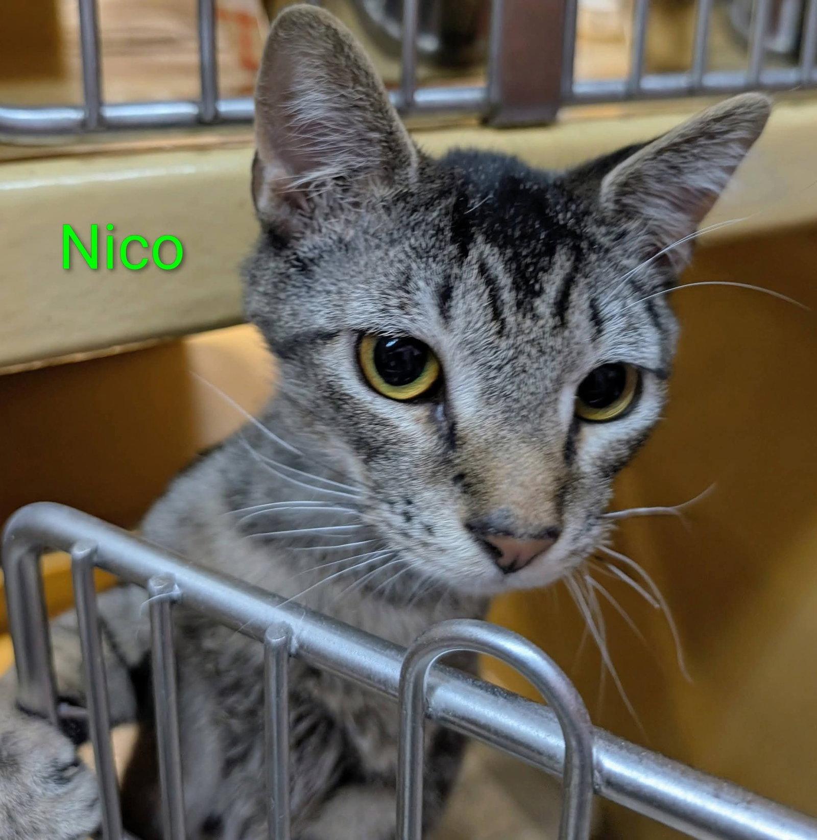 Nico, a Adoptable Domestic Short Hair in Sicklerville , NJ image 2/3
