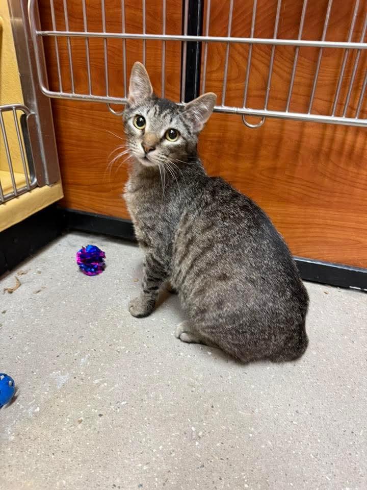 Nico, a Adoptable Domestic Short Hair in Sicklerville , NJ image 3/3