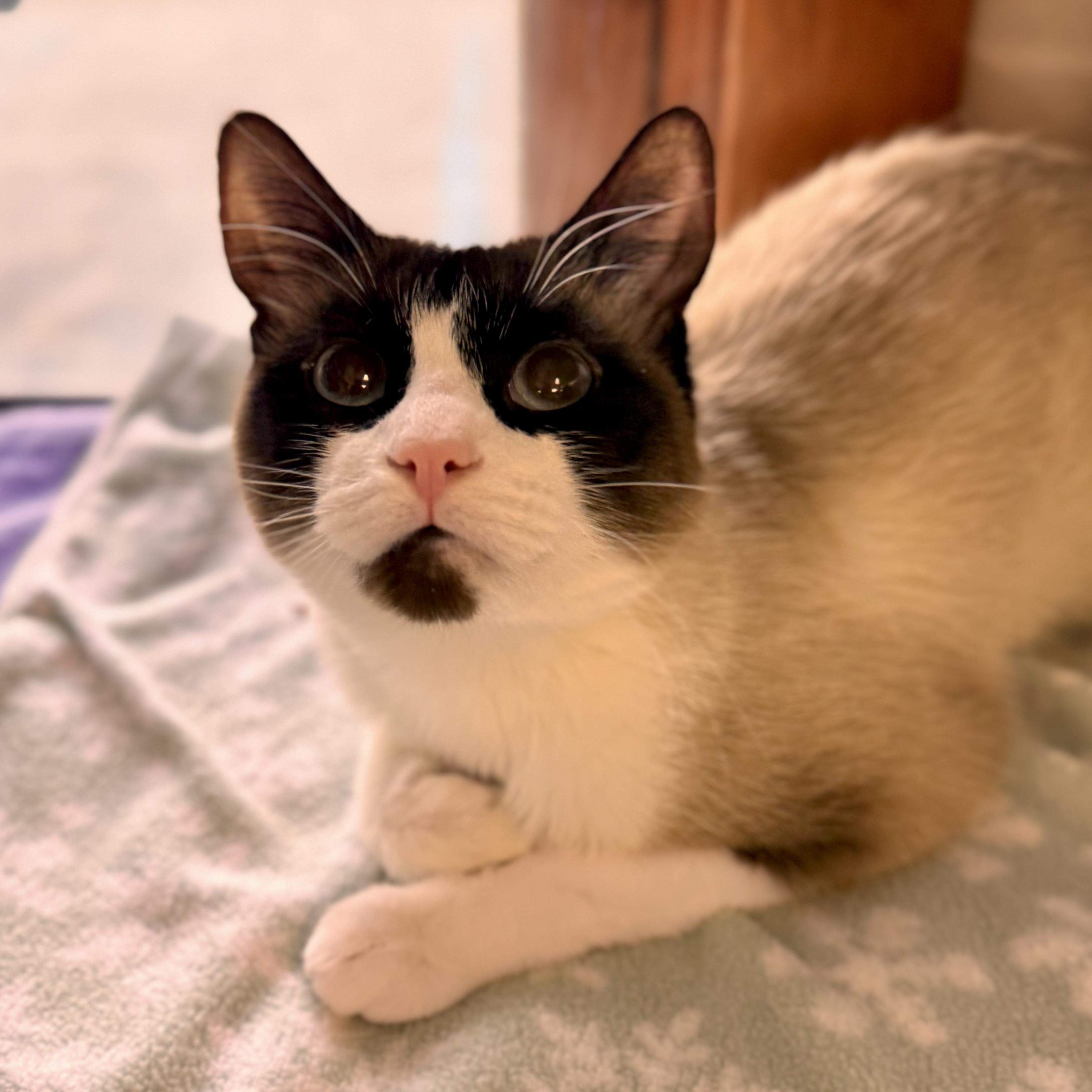Kiyo, an adopted Siamese in Midland, MI image 2/3