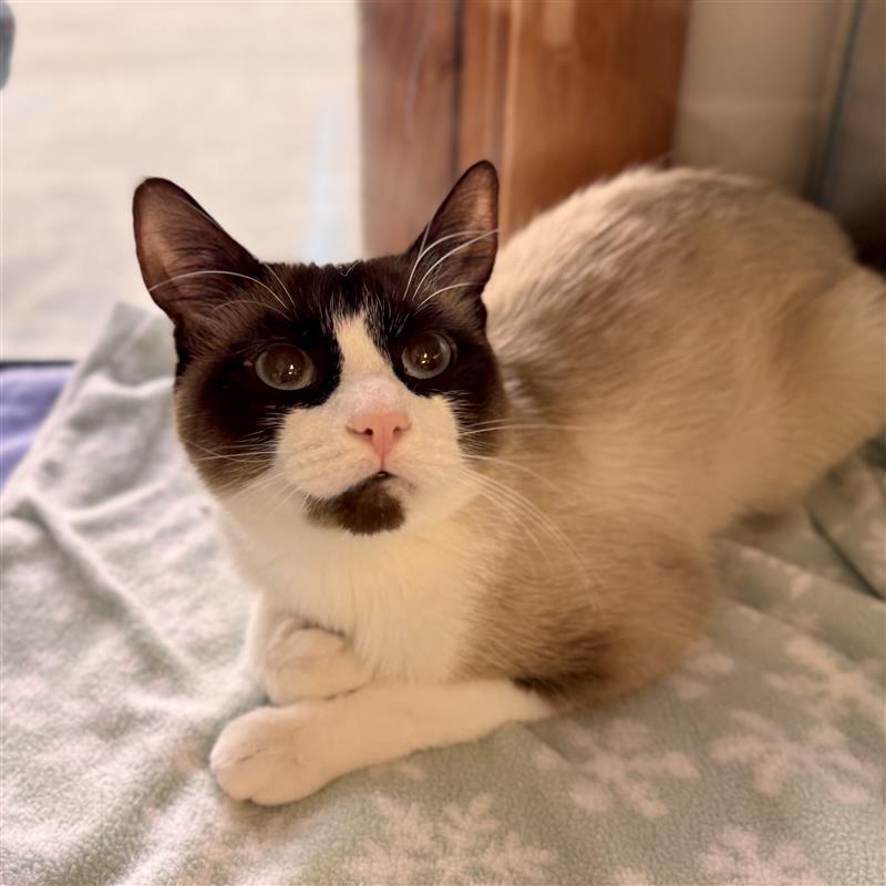 Kiyo, adopted, Young Female Siamese.