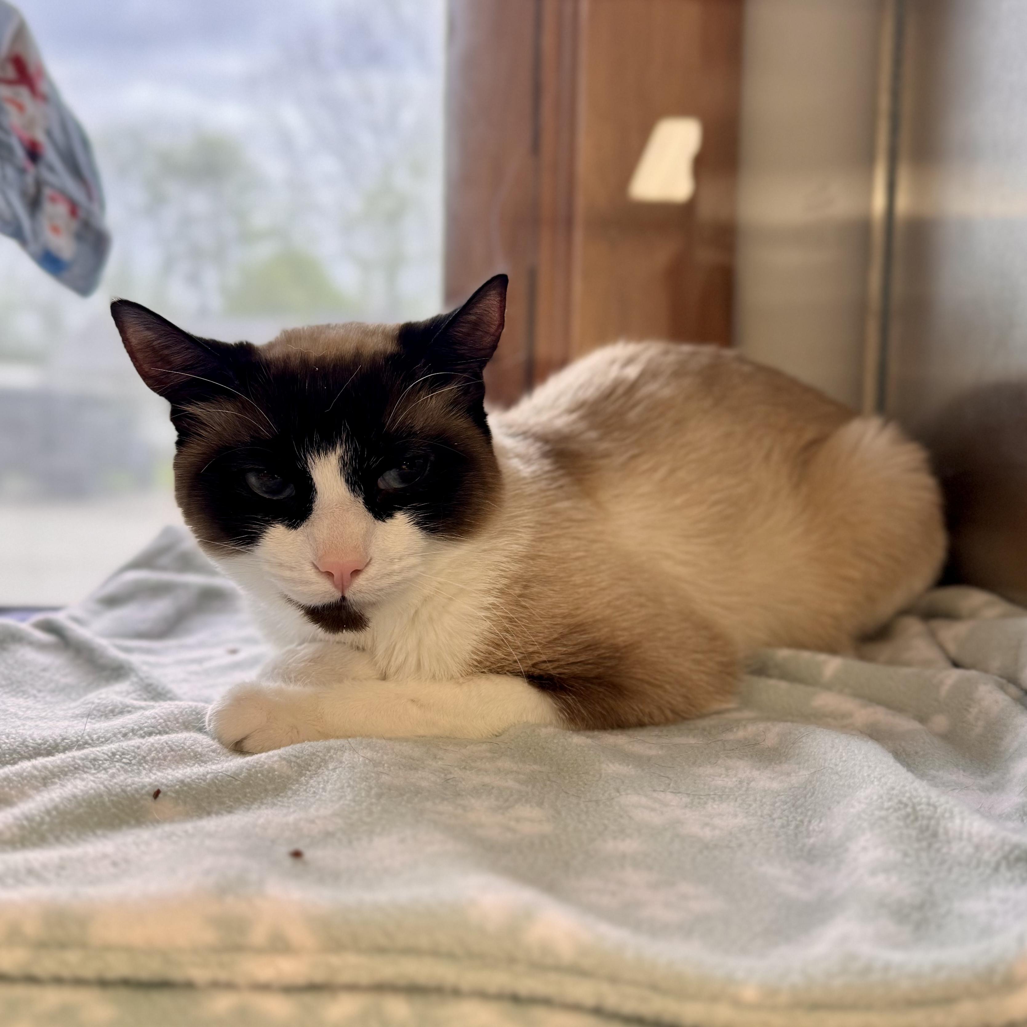 Kiyo, an adopted Siamese in Midland, MI image 3/3
