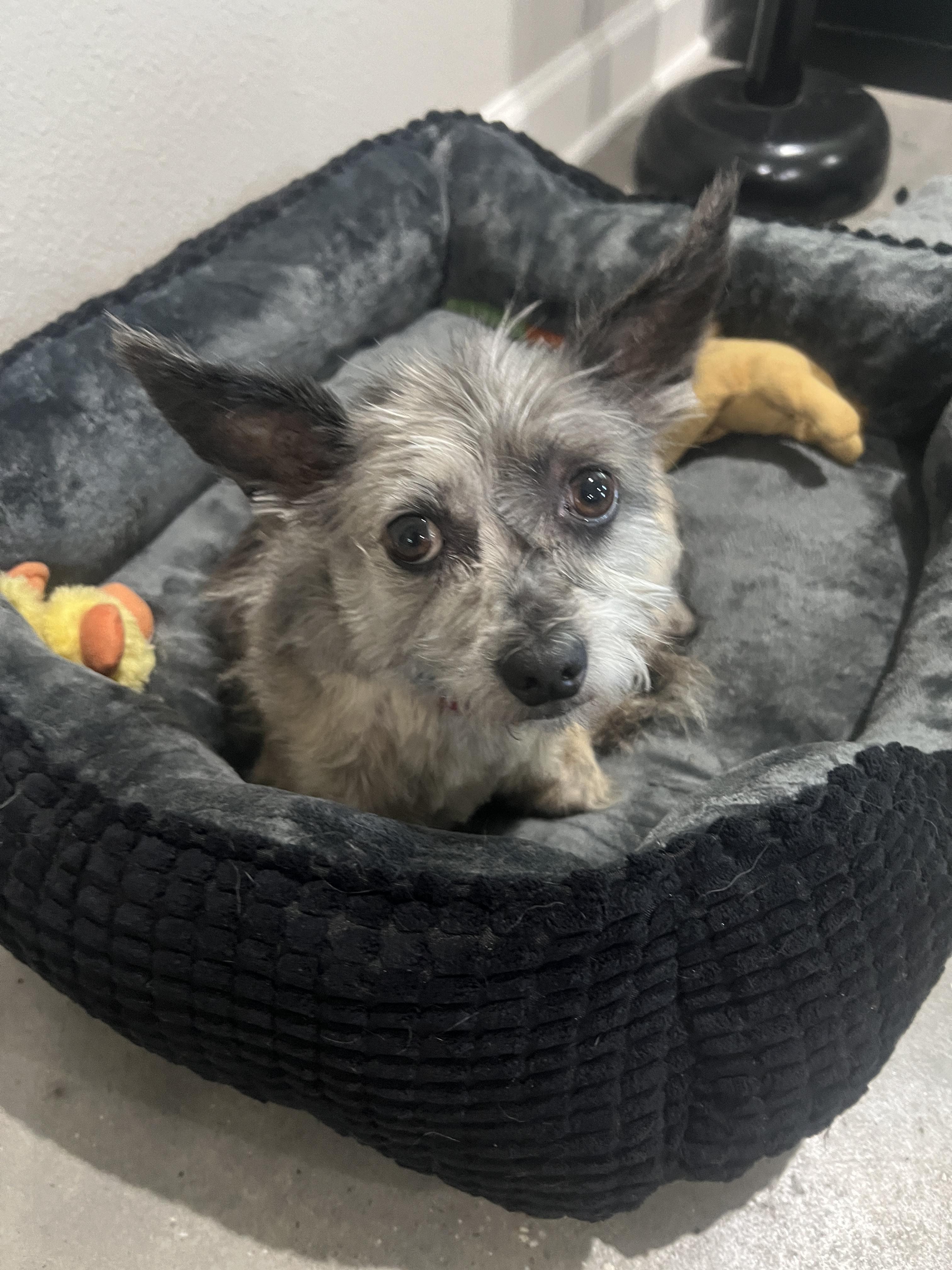 Enlarge Darla, a Adoptable mixed breed in Baker, LA image 6/6