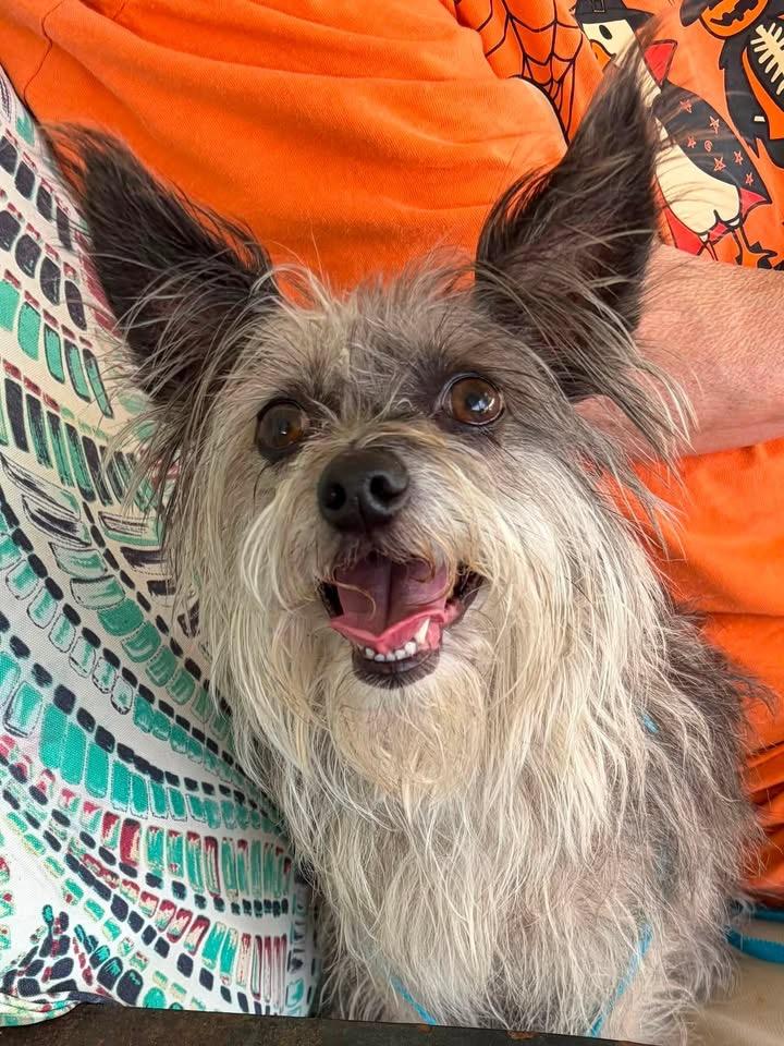 Enlarge Darla, a Adoptable mixed breed in Baker, LA image 4/6