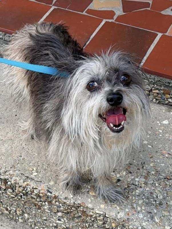 Darla, Adoptable, Adult Female Pomeranian & Chihuahua.