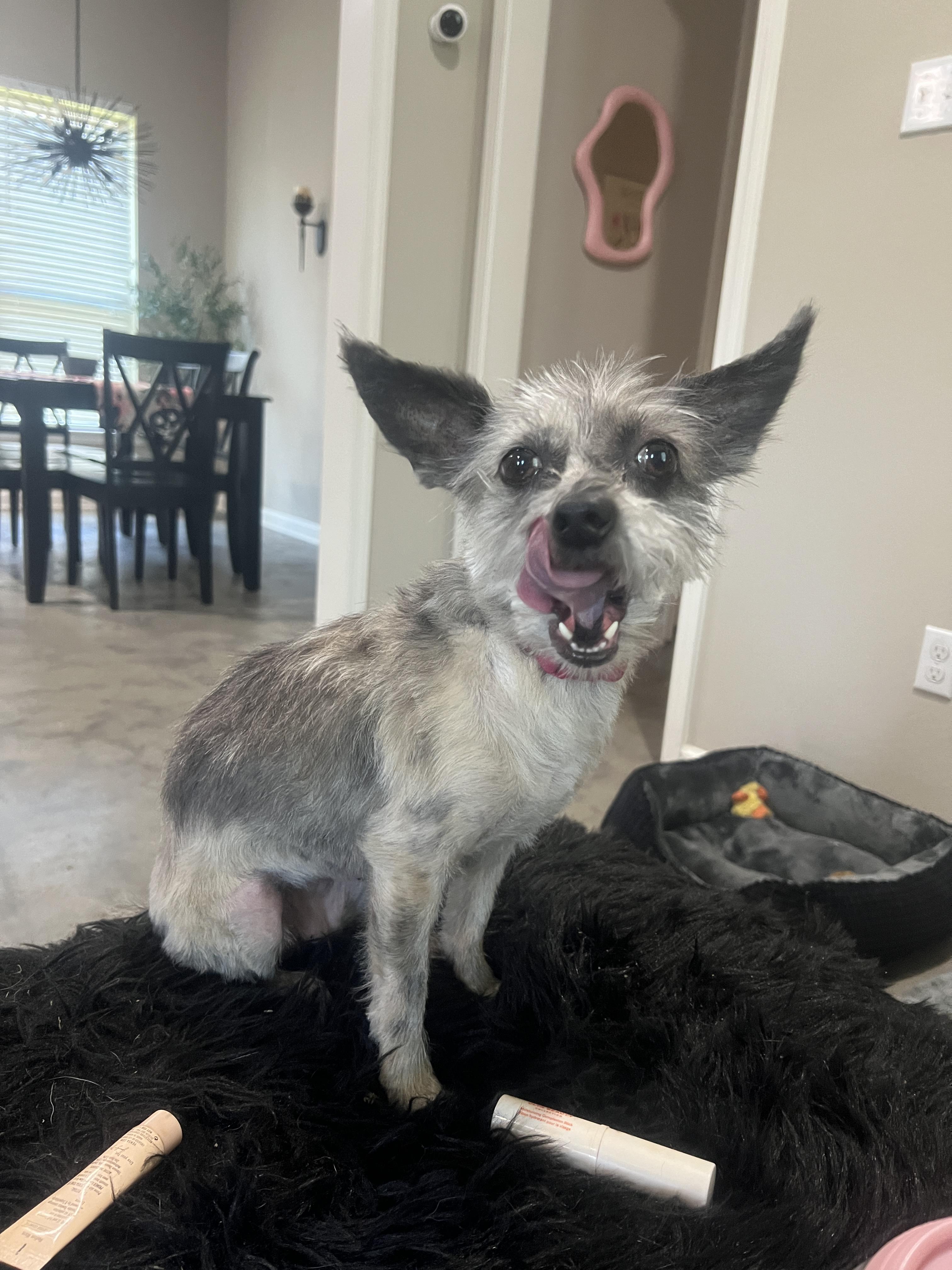 Enlarge Darla, a Adoptable mixed breed in Baker, LA image 5/6