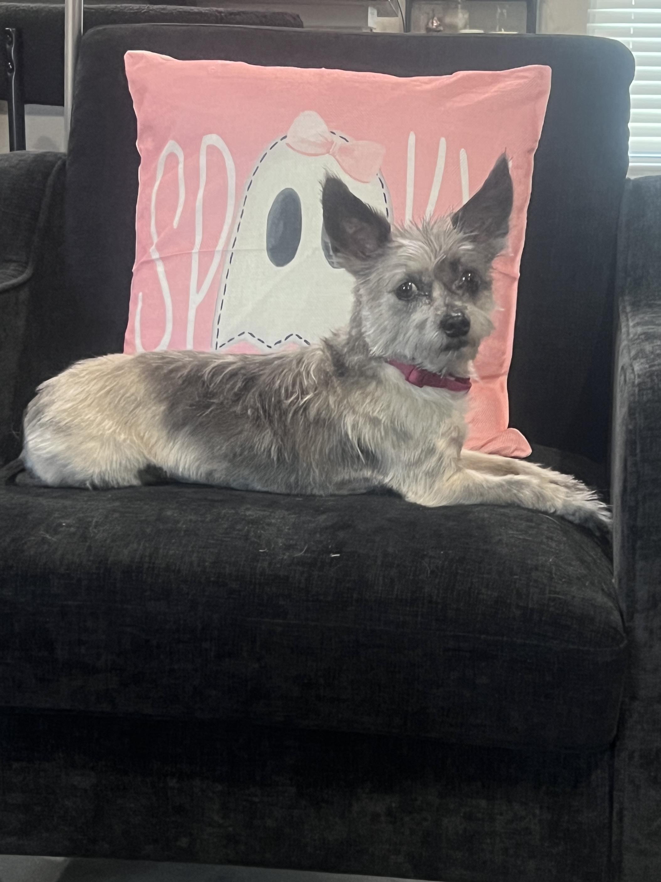 Enlarge Darla, a Adoptable mixed breed in Baker, LA image 2/6