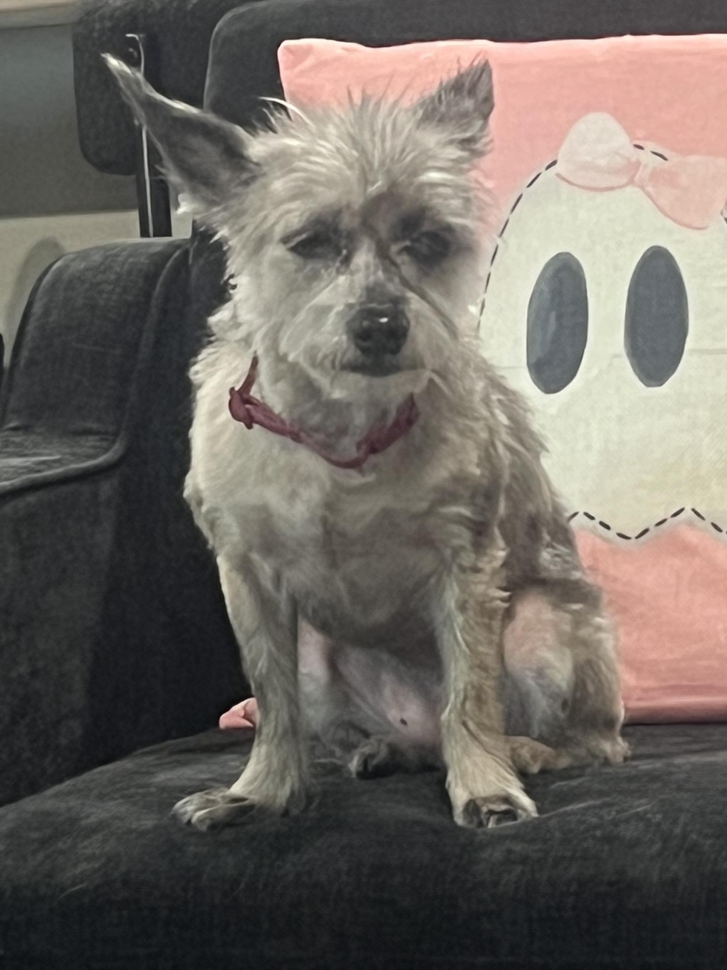 Enlarge Darla, a Adoptable mixed breed in Baker, LA image 3/6