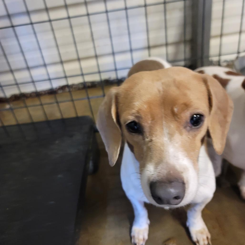Walter, Adoptable, Adult Male Beagle & Mixed Breed.