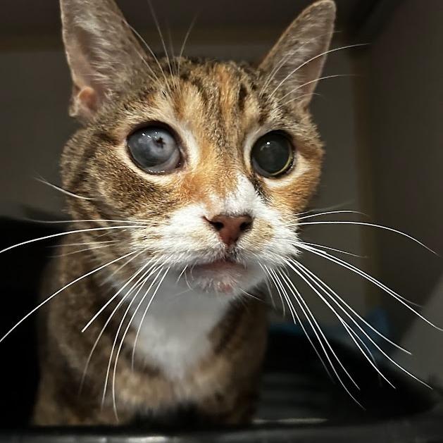 Enlarge Baba, a Adoptable Domestic Short Hair in Alexandria, VA image 1/1