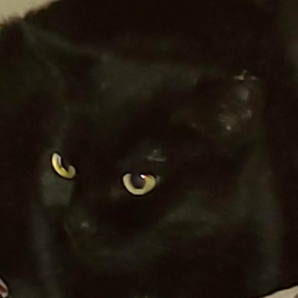 Cleo, Adoptable, Adult Female Domestic Short Hair.