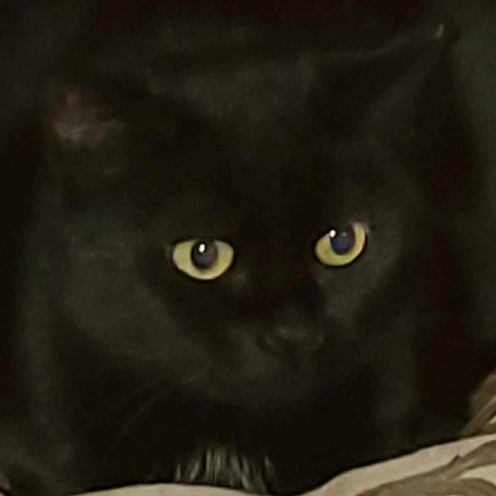 Enlarge Cleo, a Adoptable Domestic Short Hair in Independence, OH image 2/2