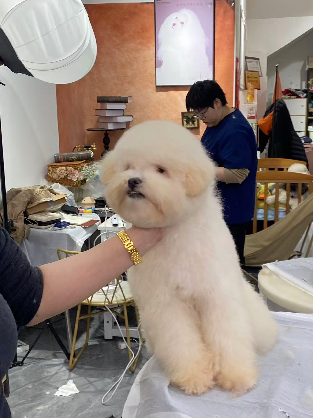 Cotton, a ADOPTABLE Miniature Poodle in Toronto, ON image 2/4