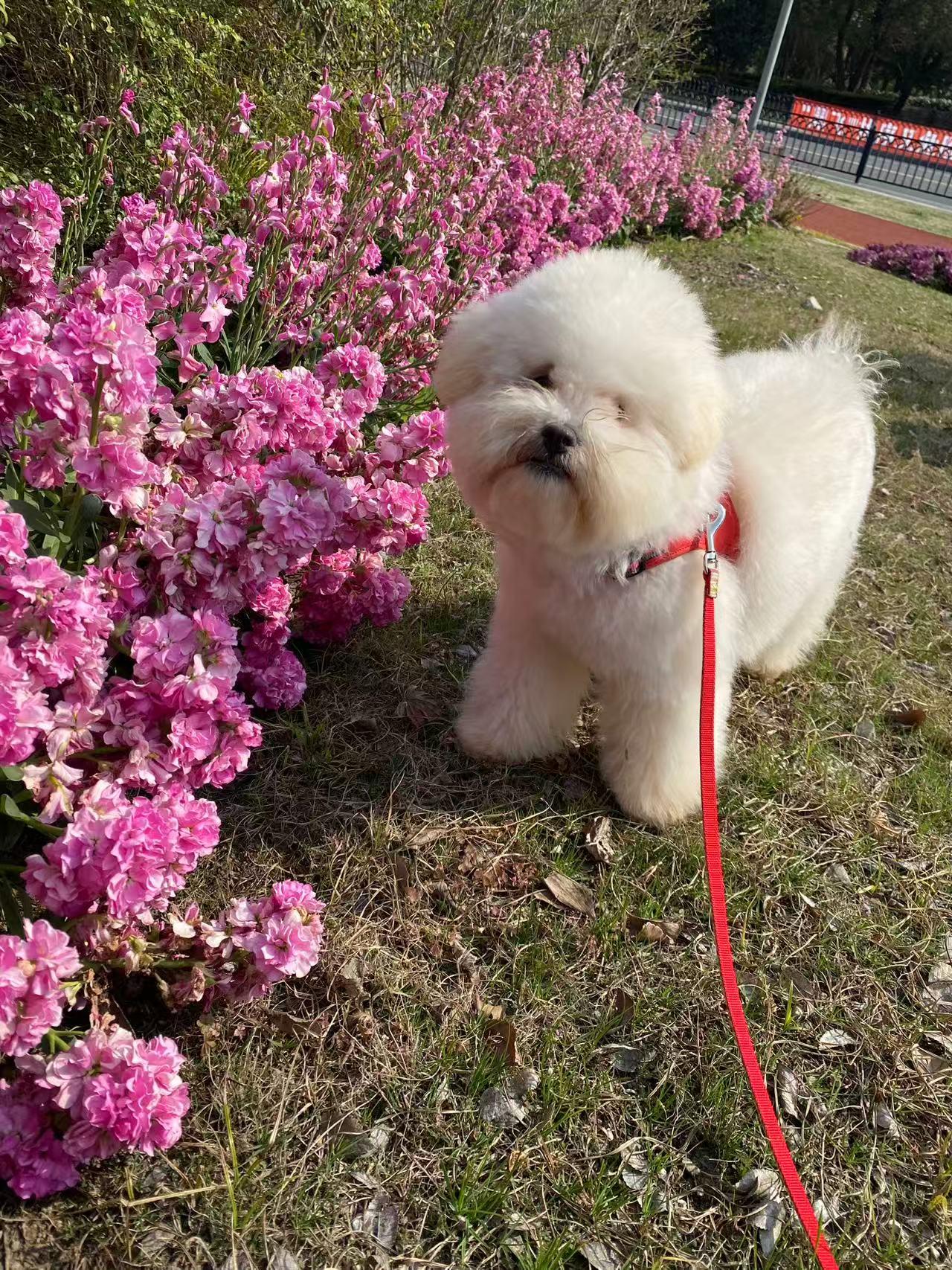 Cotton, a ADOPTABLE Miniature Poodle in Toronto, ON image 1/4