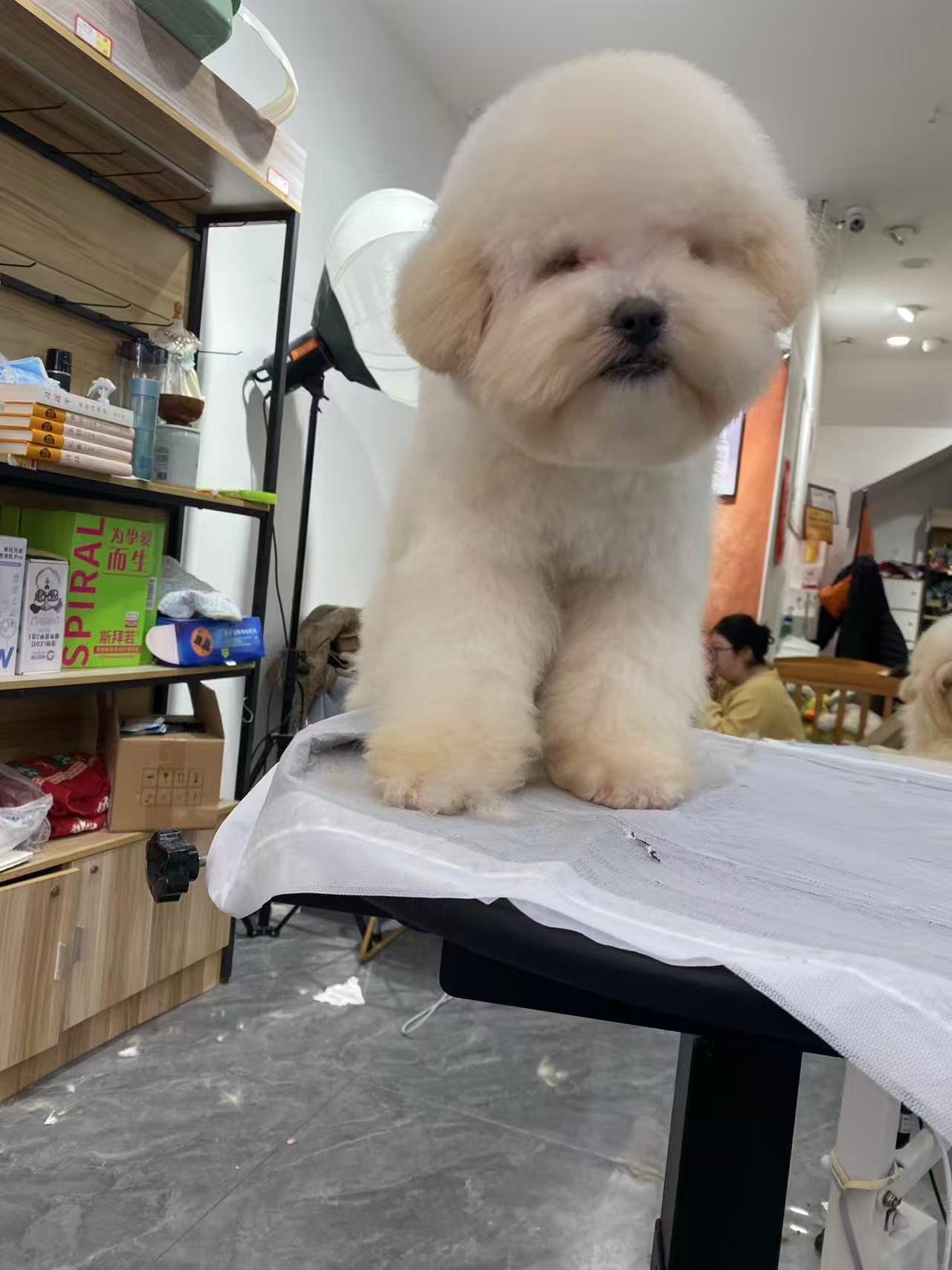 Cotton, a ADOPTABLE Miniature Poodle in Toronto, ON image 3/4