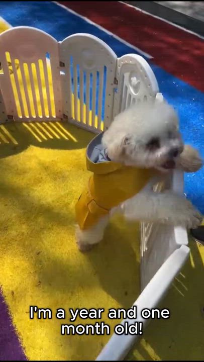 Enlarge Cotton, a ADOPTABLE Miniature Poodle in Toronto, ON video 4/4