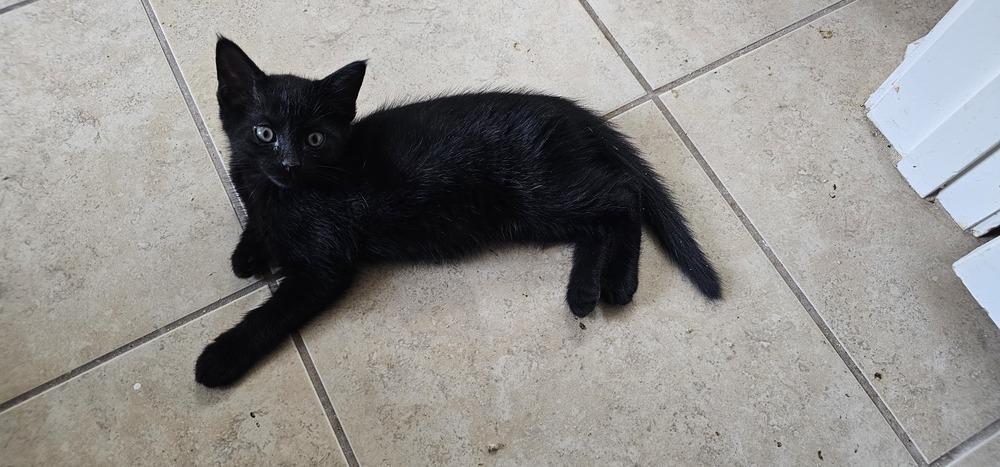 Enlarge Lumiere, a Adopted mixed breed in Powder Springs, GA image 1/5