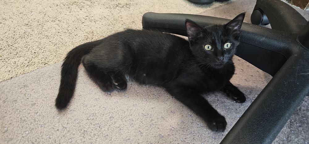 Enlarge Lumiere, a Adopted mixed breed in Powder Springs, GA image 2/5