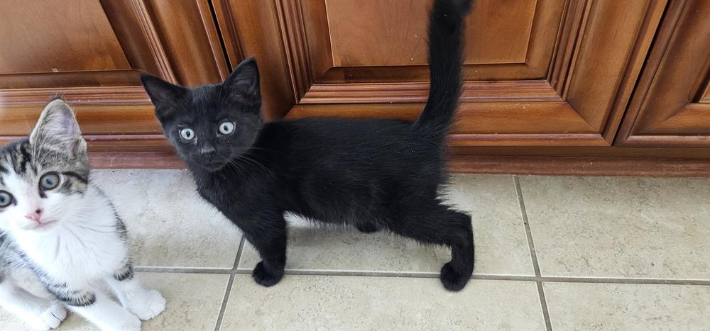 Enlarge Lumiere, a Adopted mixed breed in Powder Springs, GA image 3/5