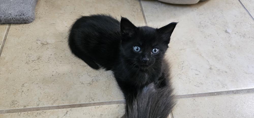 Enlarge Lumiere, a Adopted mixed breed in Powder Springs, GA image 5/5