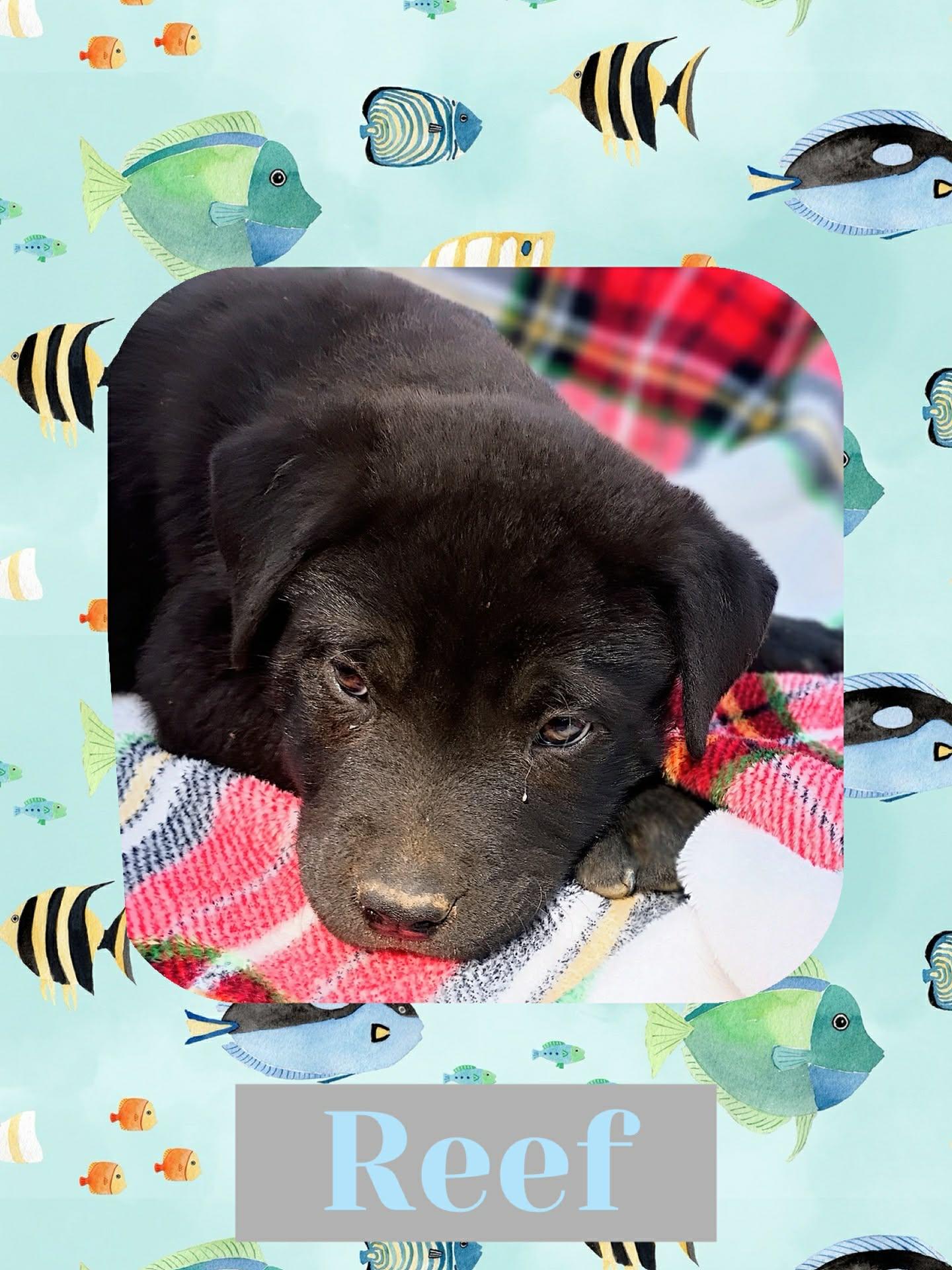 Reef, adopted, Puppy Male Labrador Retriever.