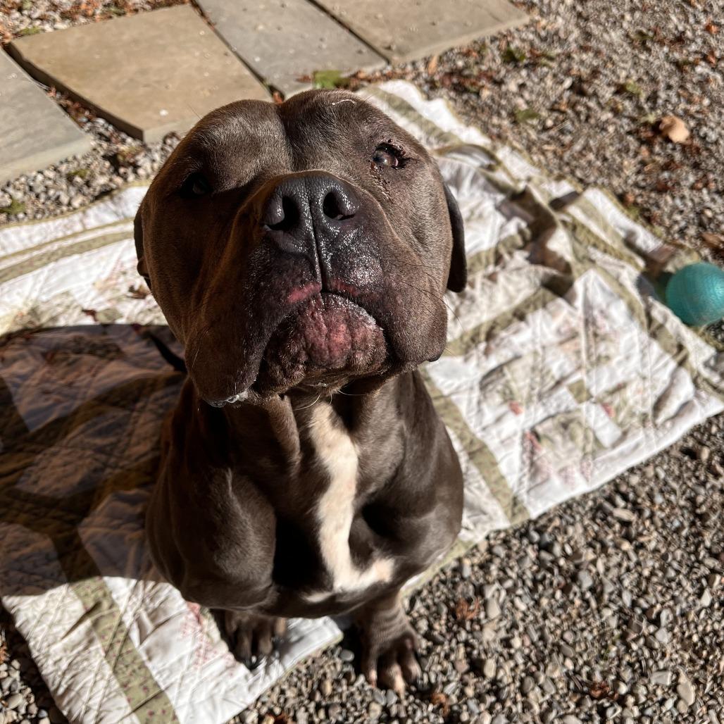 Jolene, Adoptable, Adult Female Mixed Breed.