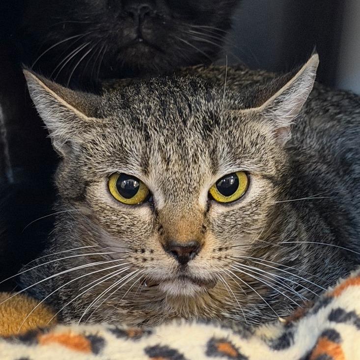 Mochi — thumbnail 2