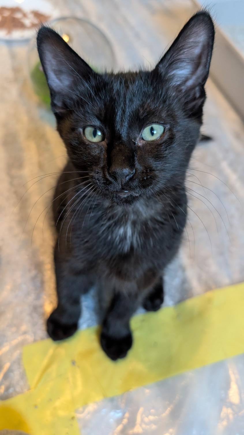 Eir, a ADOPTABLE Domestic Short Hair in Joliet, IL image 4/4