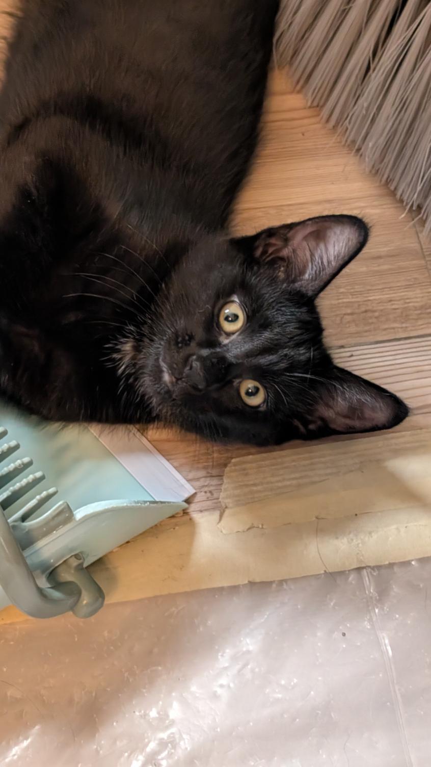 Eir, a ADOPTABLE Domestic Short Hair in Joliet, IL image 3/4
