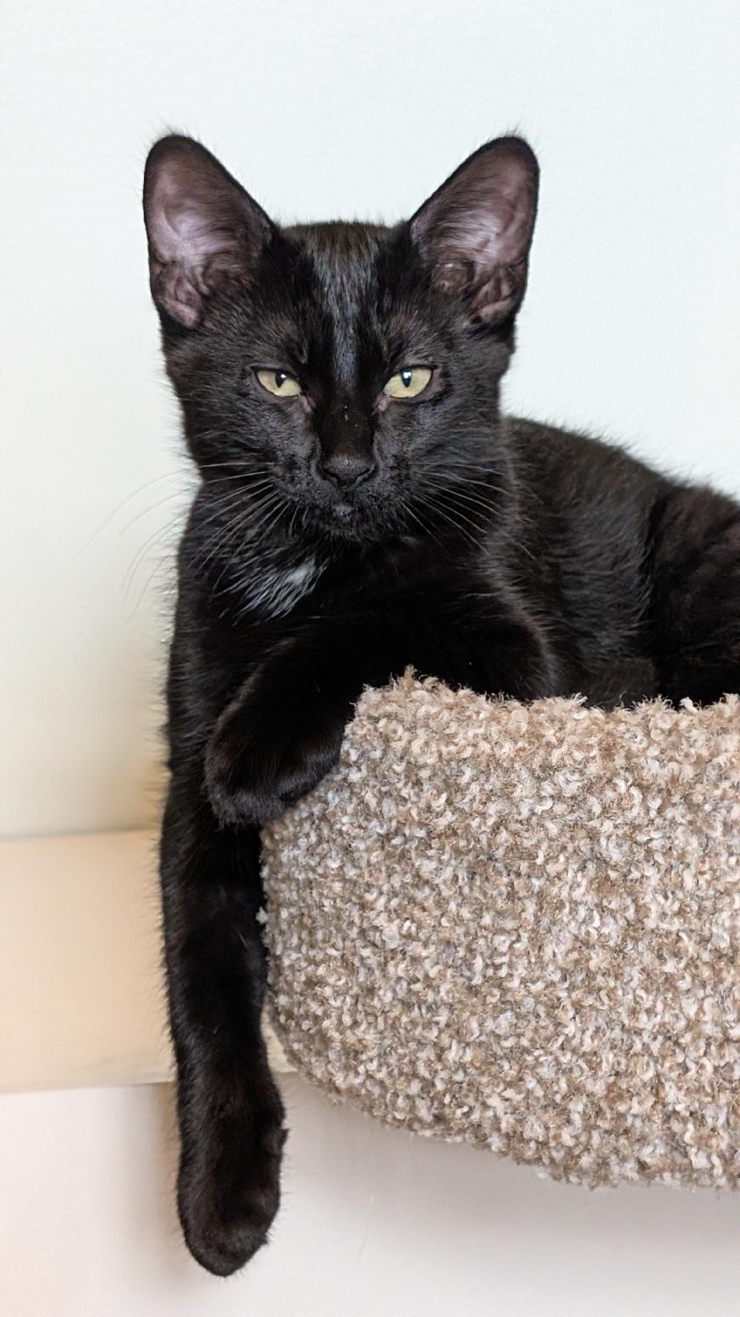 Eir, ADOPTABLE, Kitten Female Domestic Short Hair.