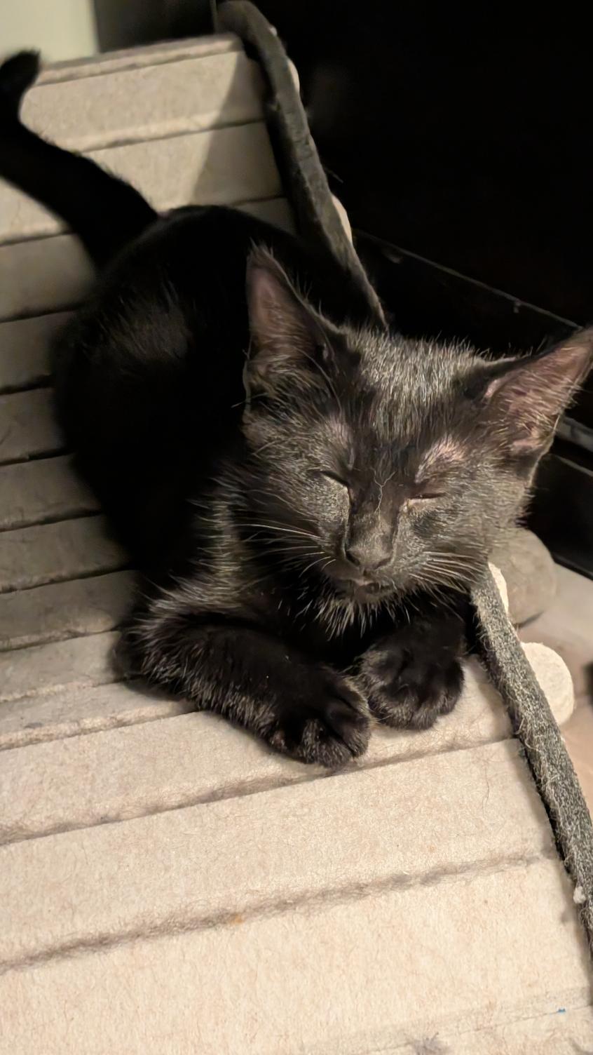 Eir, a ADOPTABLE Domestic Short Hair in Joliet, IL image 2/4