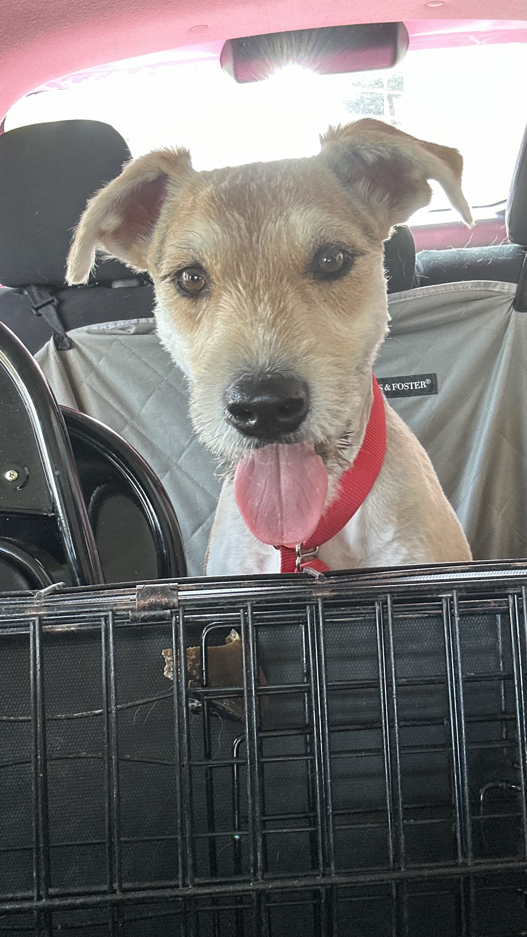 Manda, a Adopted Border Terrier in Scottsdale, AZ image 1/5
