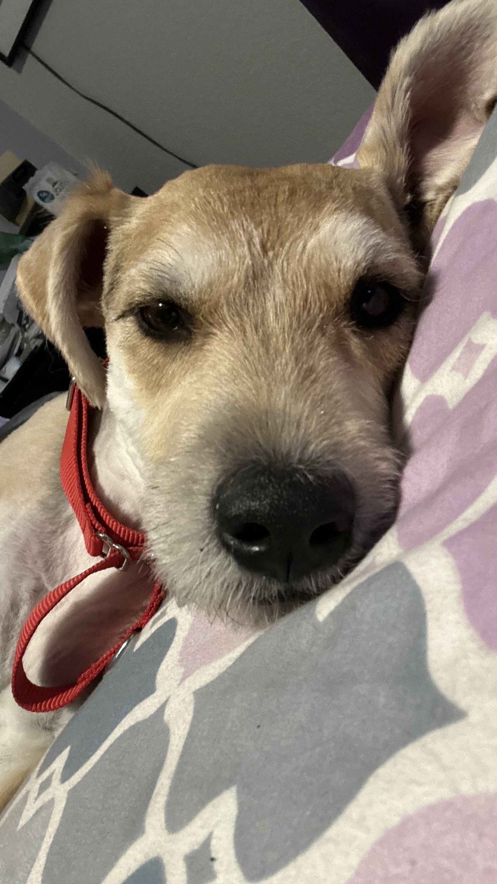 Manda, a Adopted Border Terrier in Scottsdale, AZ image 2/5