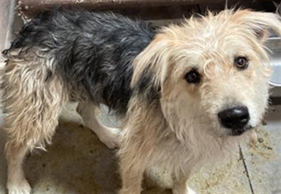 Manda, a Adopted Border Terrier in Scottsdale, AZ image 3/5