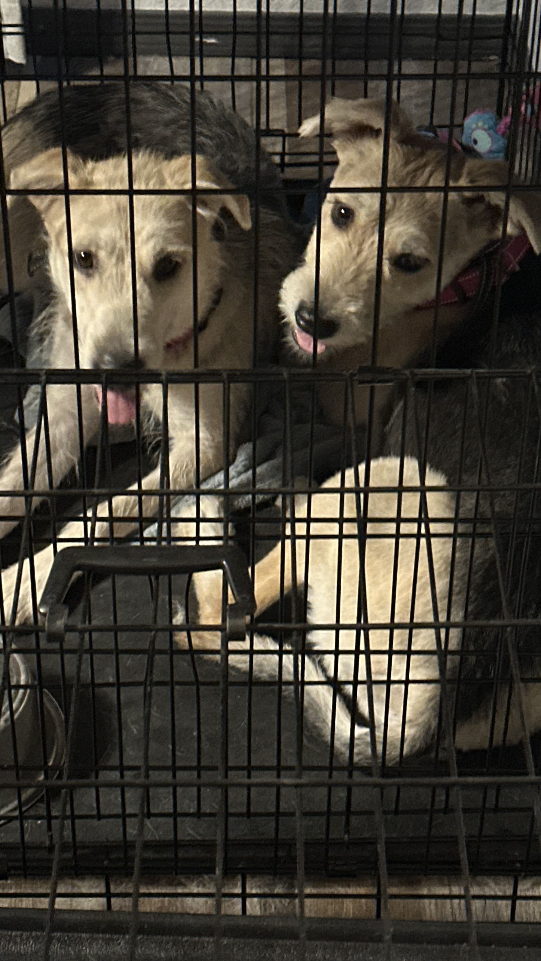 Manda, a Adopted Border Terrier in Scottsdale, AZ image 4/5