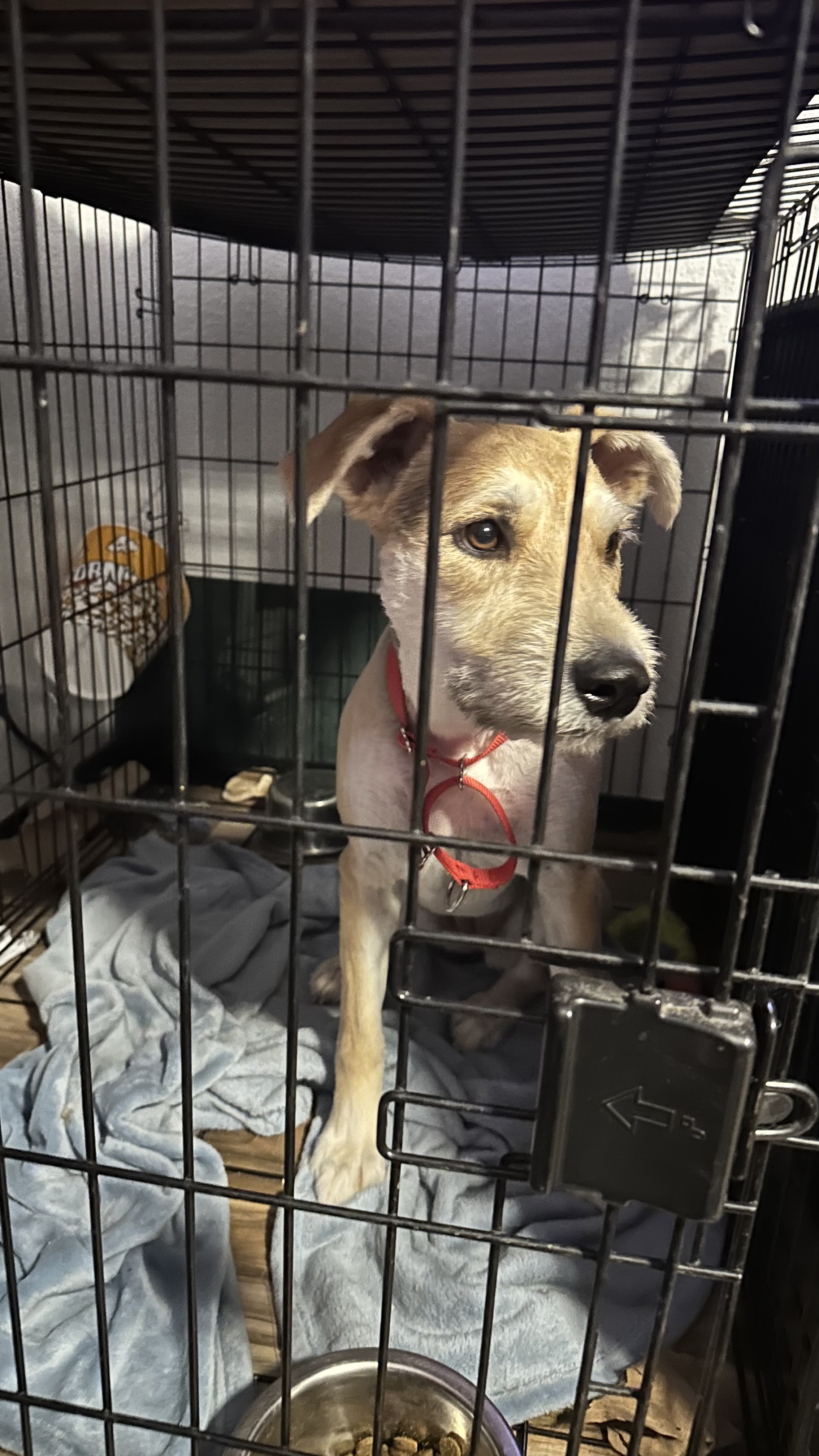 Manda, a Adopted Border Terrier in Scottsdale, AZ image 5/5