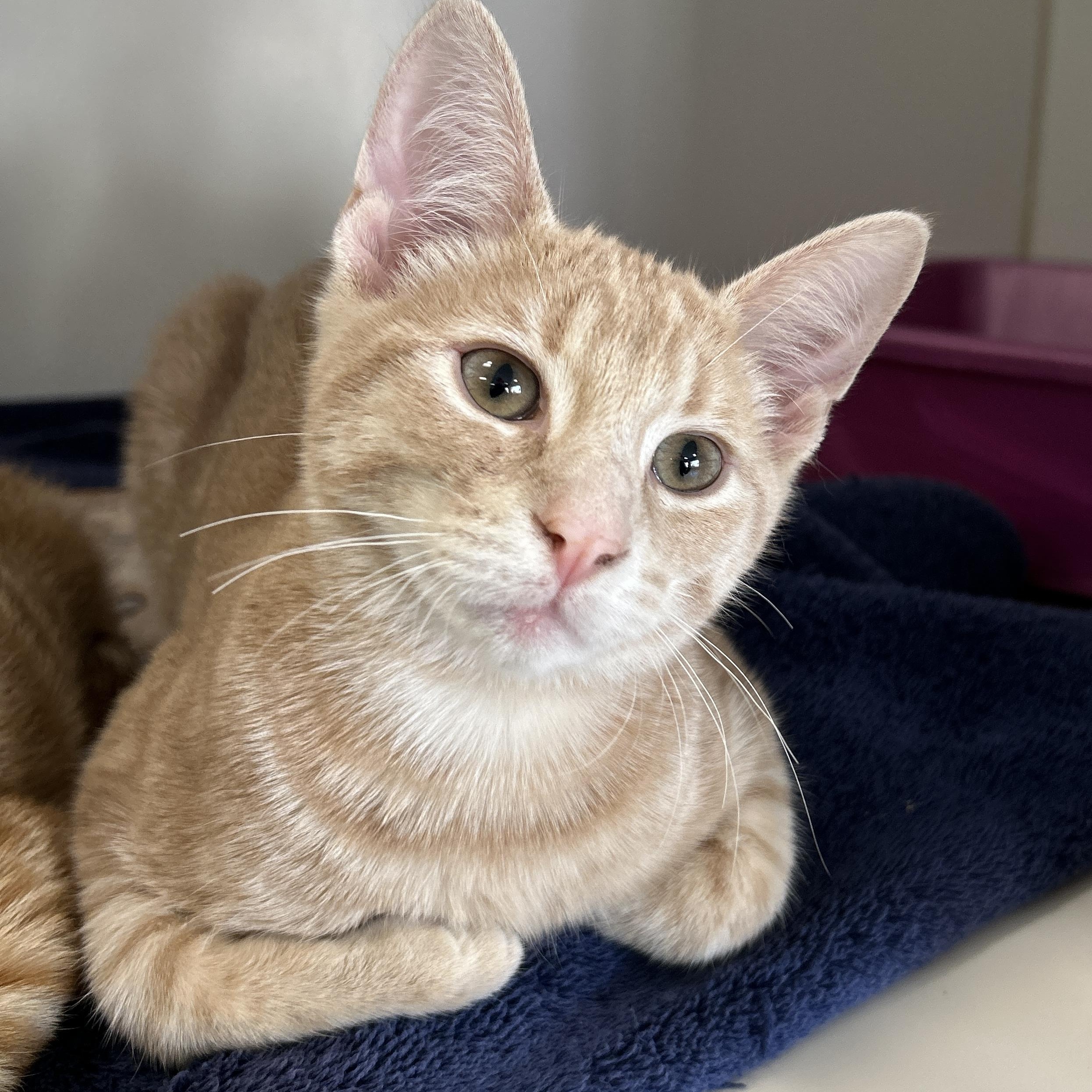 Larkspur, adopted, Kitten Male Domestic Short Hair.