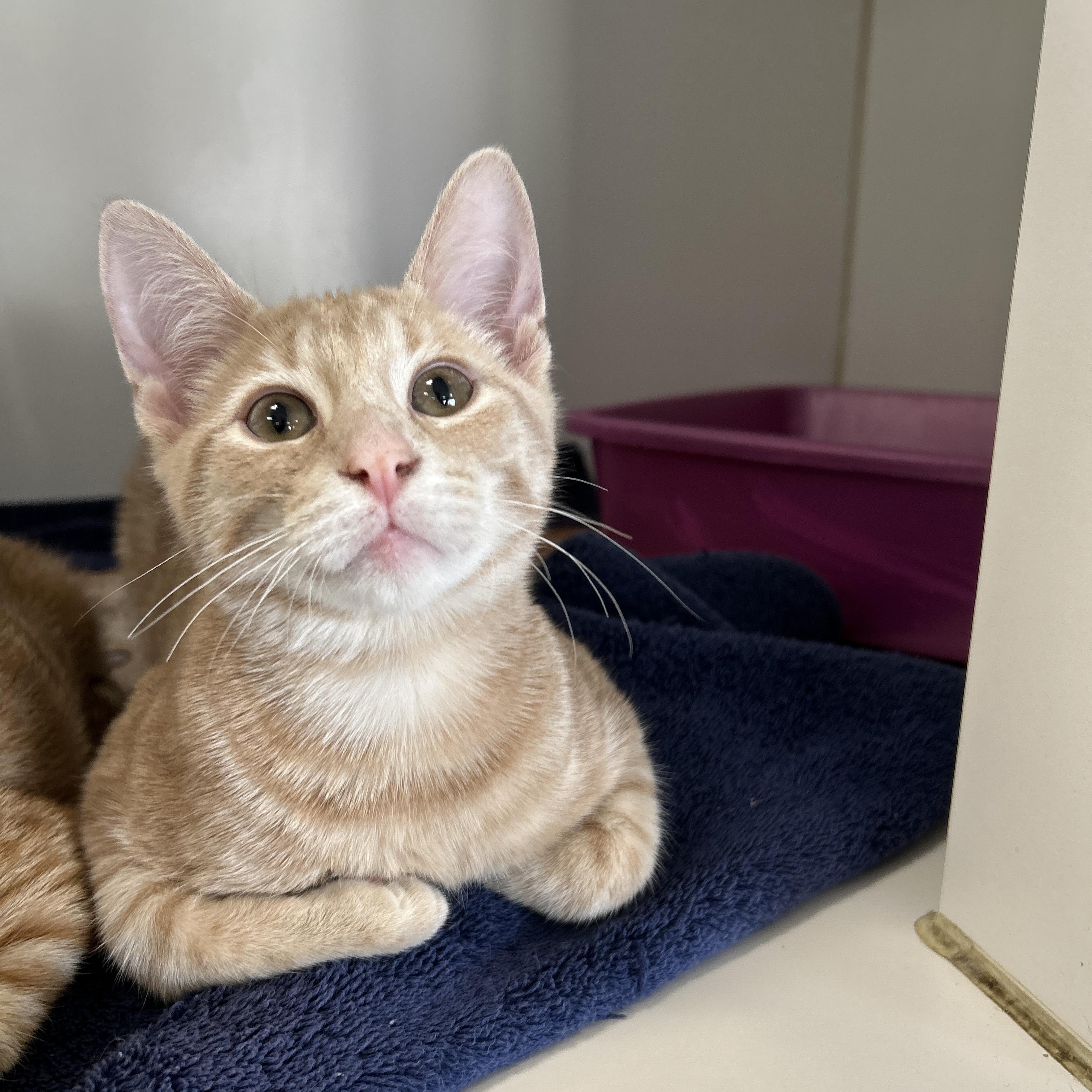 Enlarge Larkspur, an adopted Domestic Short Hair in La Grange Park, IL image 4/4