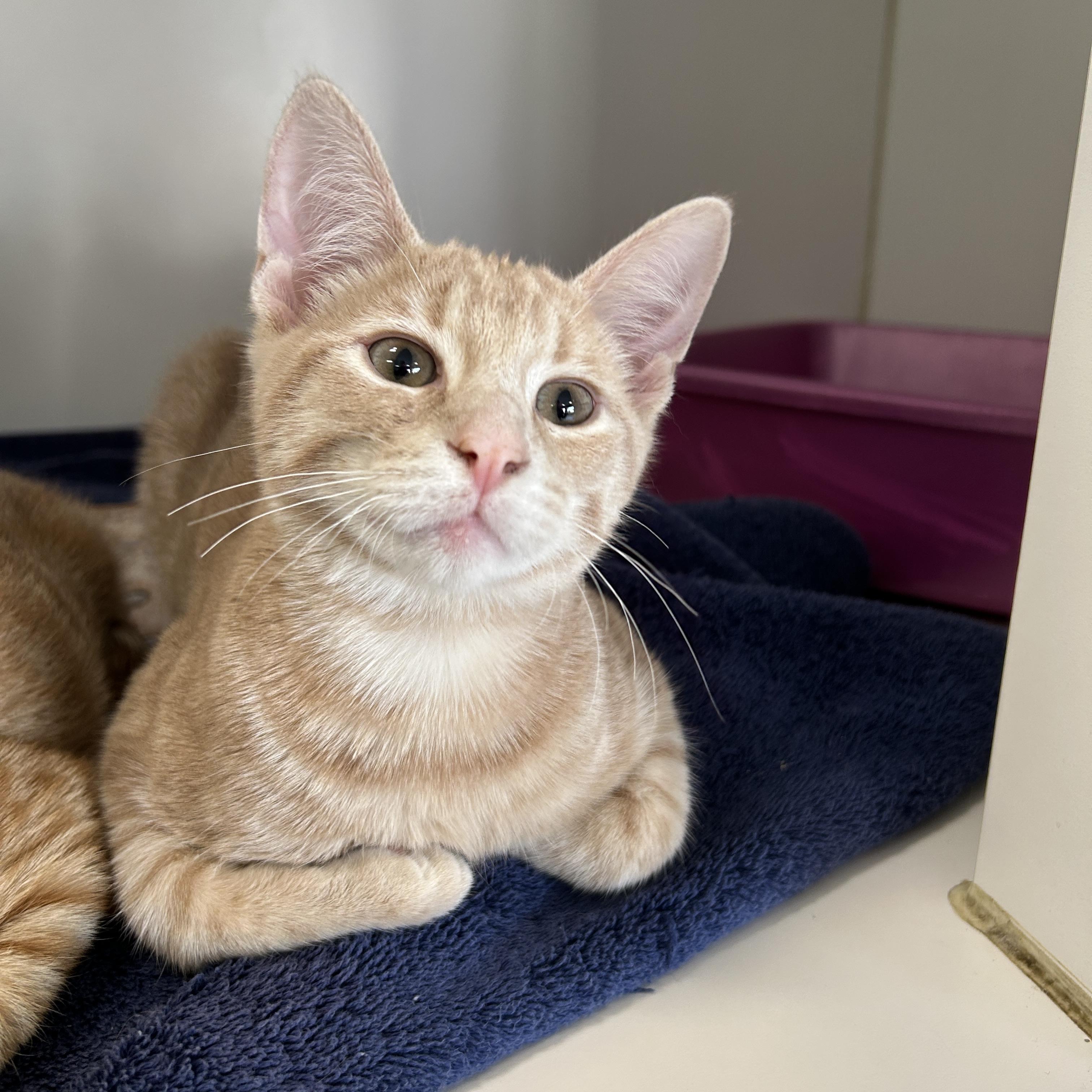 Enlarge Larkspur, an adopted Domestic Short Hair in La Grange Park, IL image 3/4