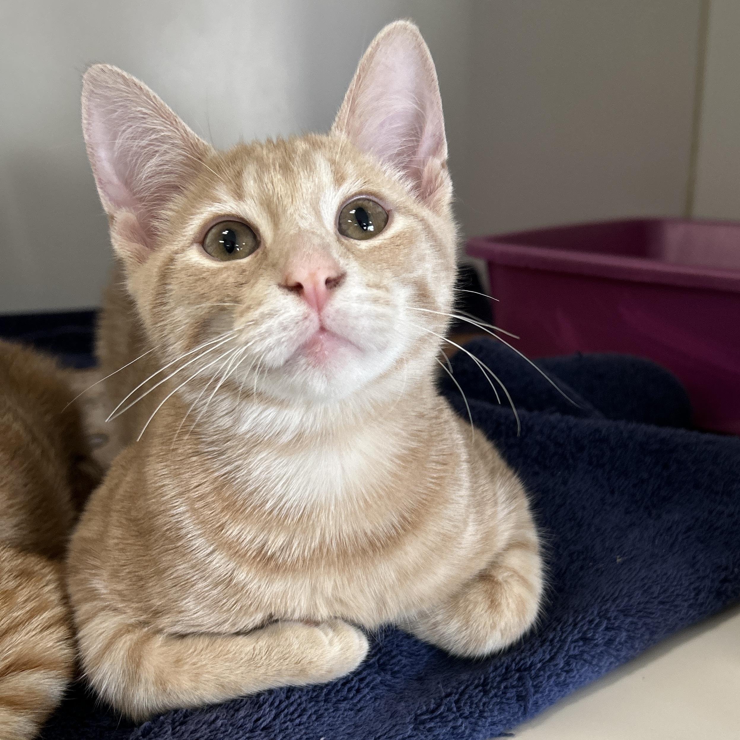 Enlarge Larkspur, an adopted Domestic Short Hair in La Grange Park, IL image 2/4