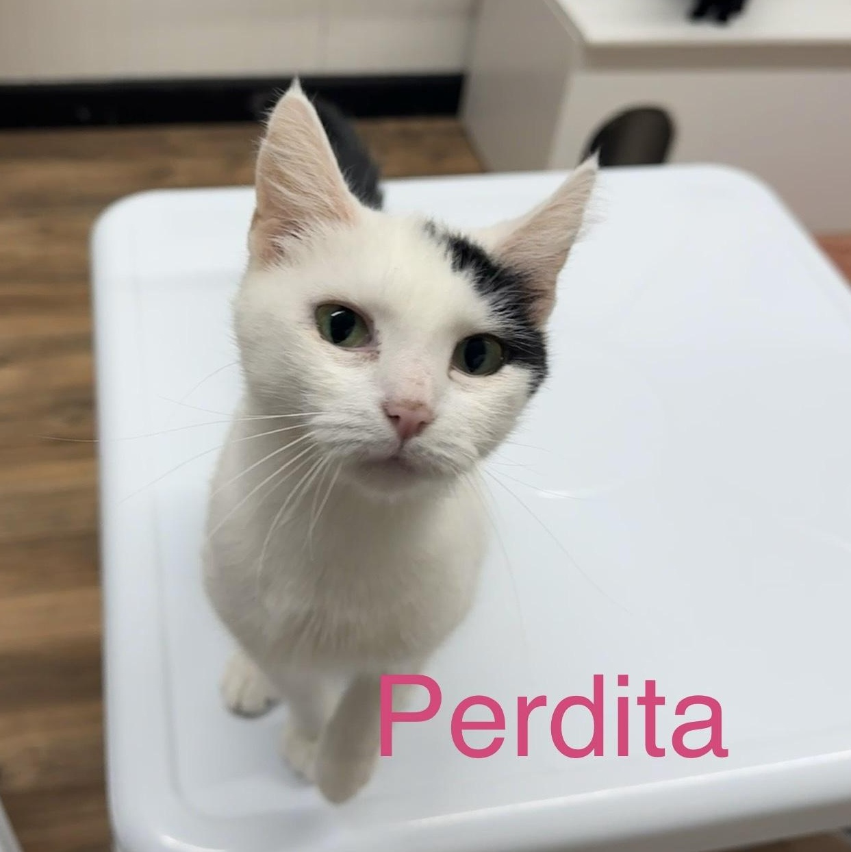 Enlarge Perdita, a Adoptable Domestic Short Hair in Wayland, MI image 1/1
