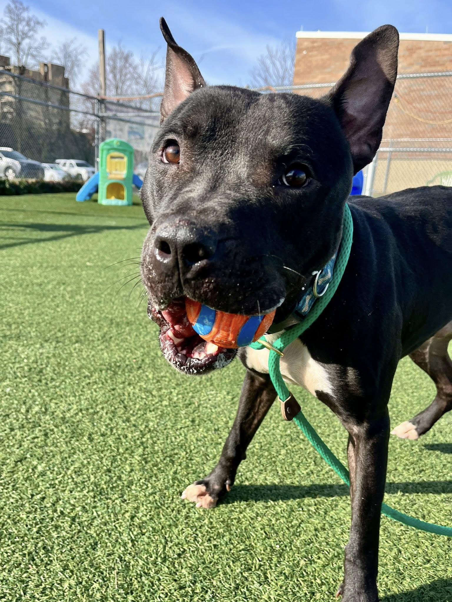 Pringle, a Adoptable mixed breed in Cleveland, OH image 1/6
