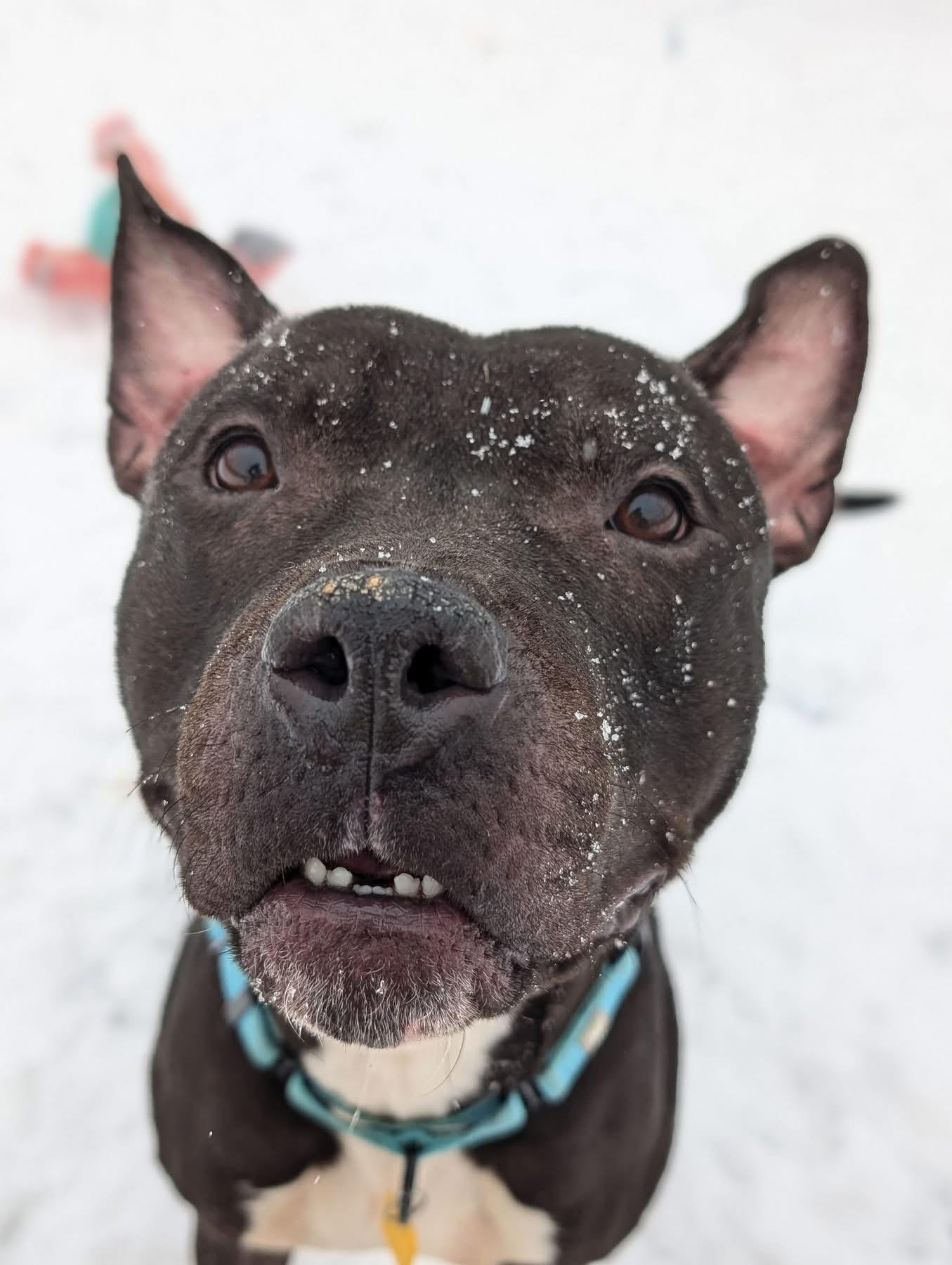 Pringle, a Adoptable mixed breed in Cleveland, OH image 4/6