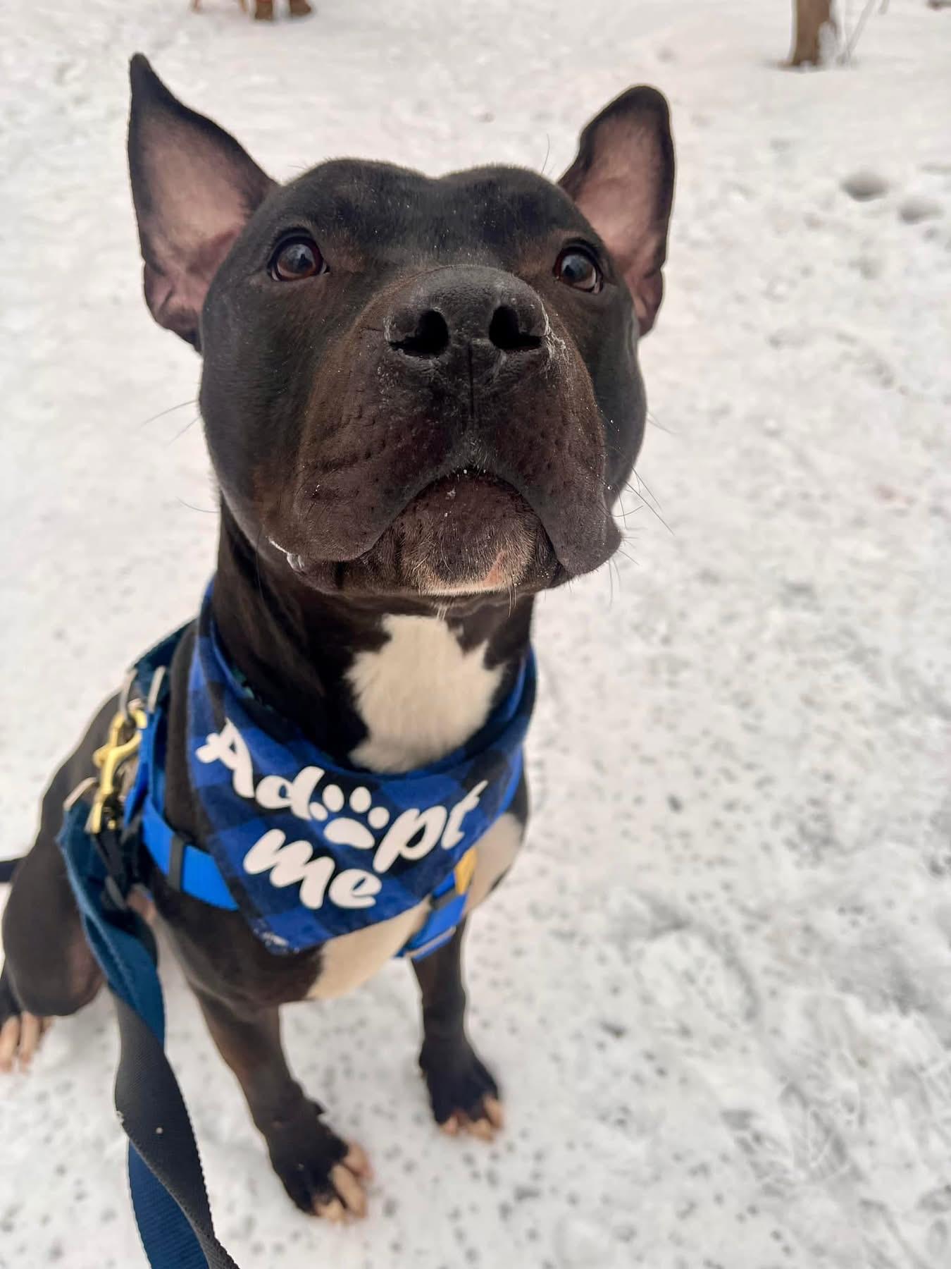 Pringle, a Adoptable mixed breed in Cleveland, OH image 3/6